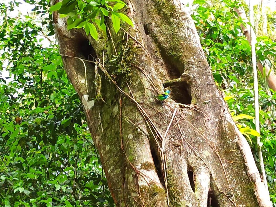 Recanto Da Margo 1, Casa Com Acesso A Cachoeira ปาราตี ภายนอก รูปภาพ