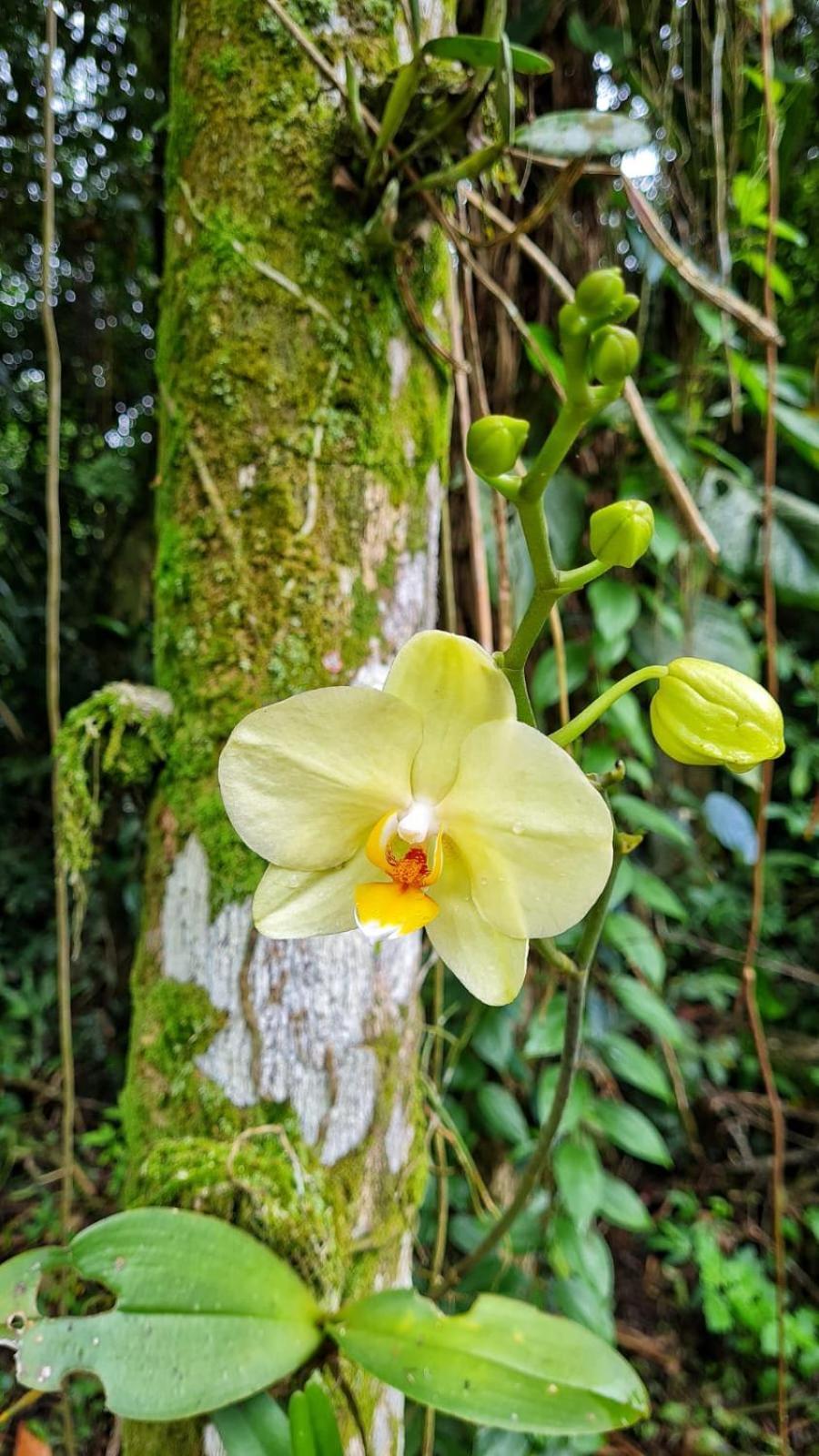Recanto Da Margo 1, Casa Com Acesso A Cachoeira ปาราตี ภายนอก รูปภาพ