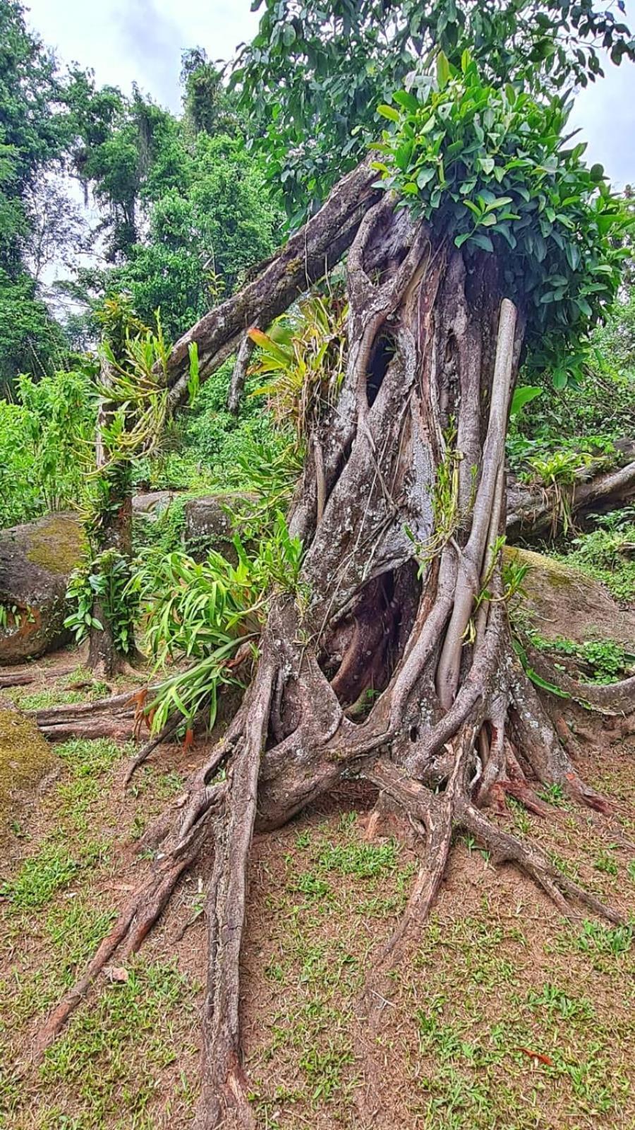 Recanto Da Margo 1, Casa Com Acesso A Cachoeira ปาราตี ภายนอก รูปภาพ