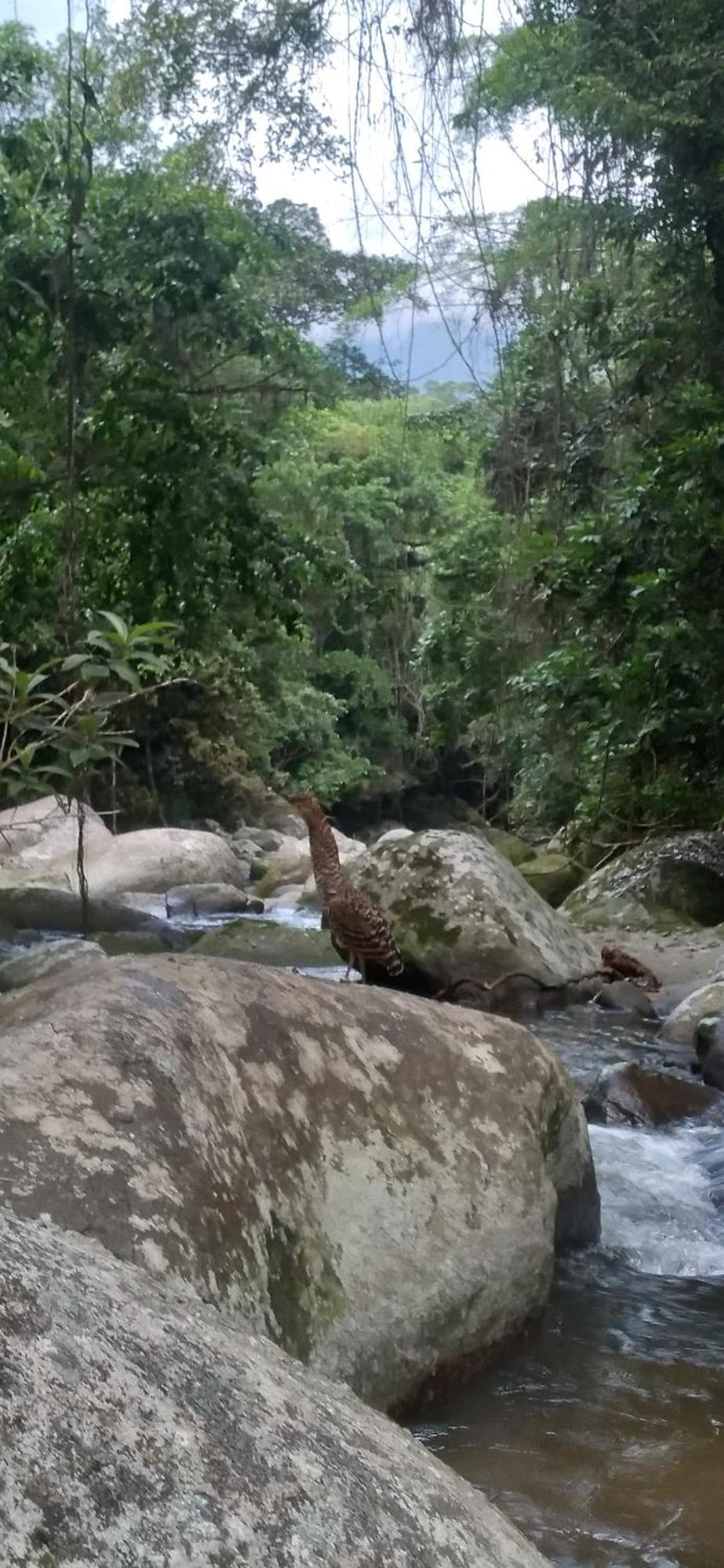 Recanto Da Margo 1, Casa Com Acesso A Cachoeira ปาราตี ภายนอก รูปภาพ